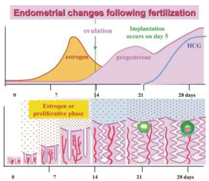 Endometrial change following fartilization
